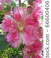 粉紅玫瑰 66600406
