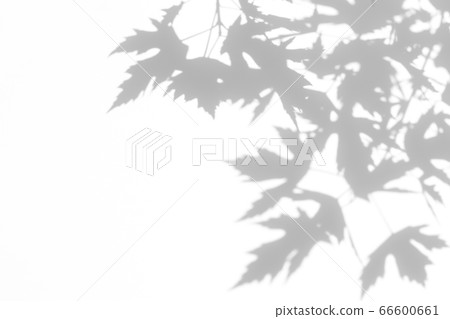 gray shadow of the leaves on a white wall 66600661