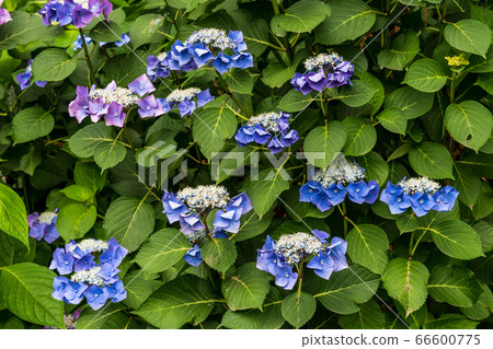 Hydrangea Temple Senkoji Temple in Kurume City, Fukuoka Prefecture, Hydrangea flower blooming in early summer 66600775