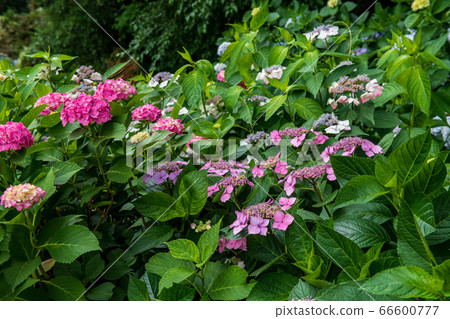 Hydrangea Temple Senkoji Temple in Kurume City, Fukuoka Prefecture, Hydrangea flower blooming in early summer 66600777