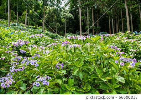 繡球寺福岡縣久留米市仙光寺 初夏盛開的繡球花 照片素材 圖片 圖庫