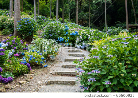 Hydrangea Temple Senkoji Temple in Kurume City, Fukuoka Prefecture, Hydrangea flower blooming in early summer 66600925