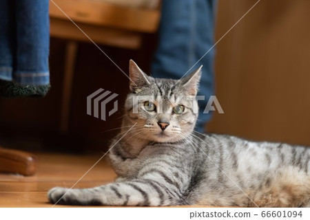 Relaxing Cat, Lifestyle Sabatra Cat 66601094
