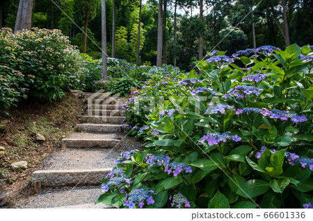Hydrangea Temple Senkoji Temple in Kurume City, Fukuoka Prefecture, Hydrangea flower blooming in early summer Hydrangea Temple Senkoji Temple in Kurume City, Fukuoka Prefecture, Hydrangea flower blooming in early summer 66601336