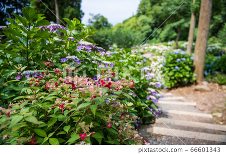 Hydrangea Temple Senkoji Temple in Kurume City, Fukuoka Prefecture, Hydrangea flower blooming in early summer Hydrangea Temple Senkoji Temple in Kurume City, Fukuoka Prefecture, Hydrangea flower blooming in early summer 66601343