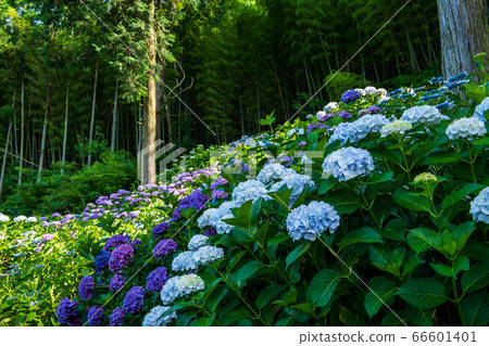 Hydrangea Temple Senkoji Temple in Kurume City, Fukuoka Prefecture, Hydrangea flower blooming in early summer Hydrangea Temple Senkoji Temple in Kurume City, Fukuoka Prefecture, Hydrangea flower blooming in early summer 66601401