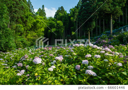 繡球寺福岡縣久留米市仙光寺 初夏盛開的繡球花 照片素材 圖片 圖庫