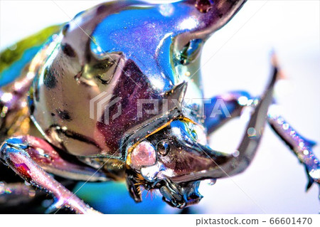 Atlas Beetle 66601470