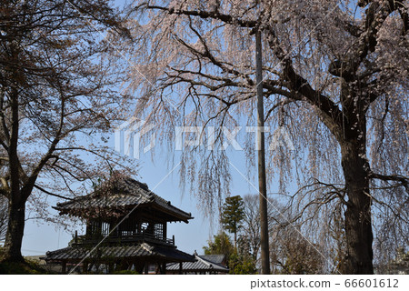 哭泣的櫻桃樹在阿米達寺#27 哭泣的櫻桃樹在阿米達寺#27 66601612