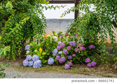 Hydrangea Temple Senkoji Temple in Kurume City, Fukuoka Prefecture, Hydrangea flower blooming in early summer 66601741