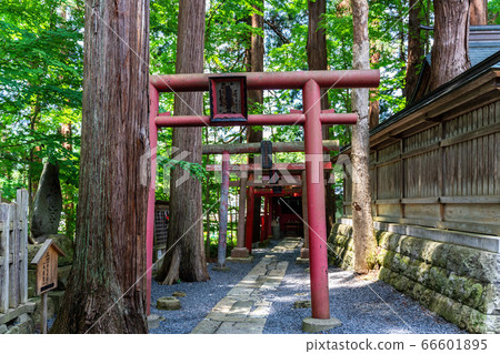 初夏的熊野神社(熊野大社)稻荷神社和鳥居,主要神社山形縣南陽市 初夏的熊野神社(熊野大社)稻荷神社和鳥居,主要神社山形縣南陽市 66601895