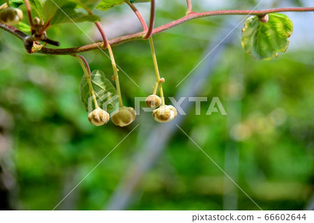 Kiwi fruit bud Kiwi fruit bud 66602644