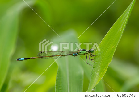 Ao montitonbo Ao montitonbo 66602743