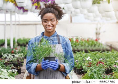 Growing ornamental plants. African american girl holds pot with plan in greenhouse 66602760