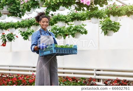 Planting flowers in greenhouse. Woman in apron holds box with sprouts, around her many flowers in pots 66602761