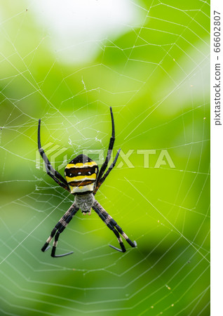 Araneidae 66602807