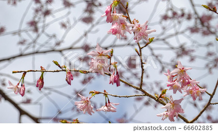 櫻花櫻花春天廣告素材三重縣熊草櫻晴天日本旅行SNS照相機芽 66602885