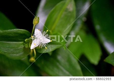 No-hakata Calarusa（Naka Hakata） 66602993