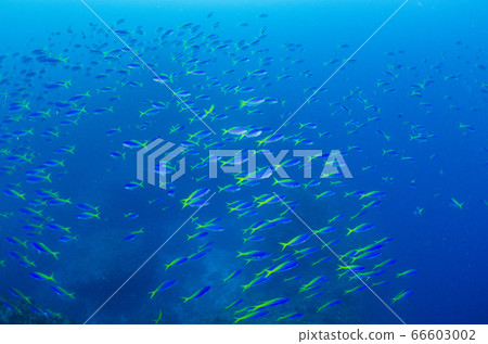 Flock of Umeiromodoki ⑵ Chichijima, Ogasawara Islands Flock of Umeiromodoki ⑵ Chichijima, Ogasawara Islands 66603002