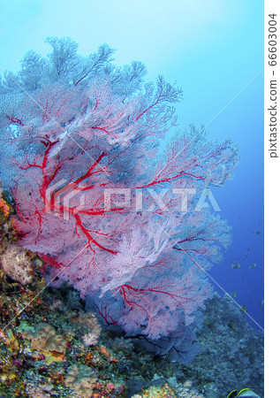 Isobana underwater scenery Ogasawara Islands Chichijima ⑵ Isobana underwater scenery Ogasawara Islands Chichijima ⑵ 66603004
