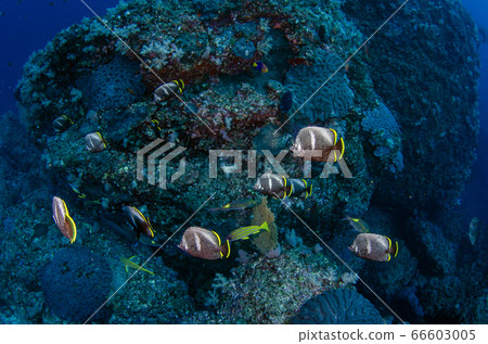 A flock of Yuzen, Ogasawara Islands Chichijima ⑴ A flock of Yuzen, Ogasawara Islands Chichijima ⑴ 66603005