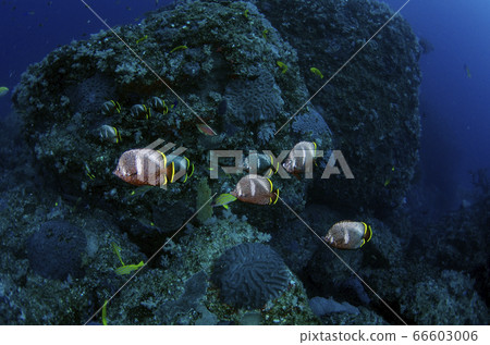 Flock of Yuzen Chichijima ⑵ Ogasawara Islands 66603006