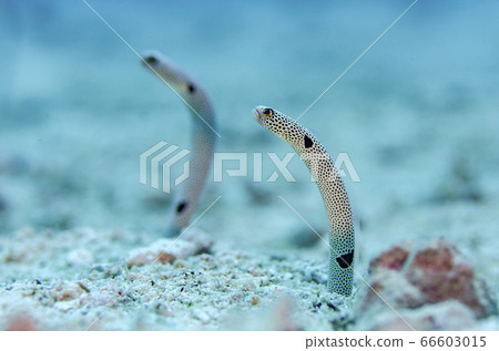 沖繩中華goMinnajima 沖繩中華goMinnajima 66603015