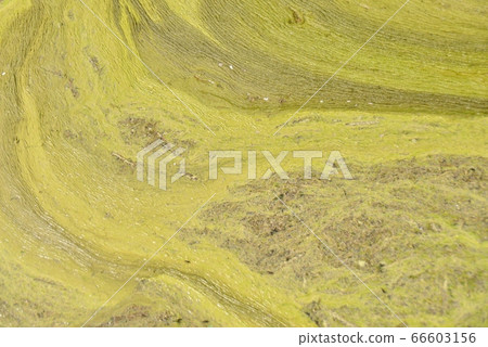 Art of paddy drawn by Aoko Art of paddy drawn by Aoko 66603156