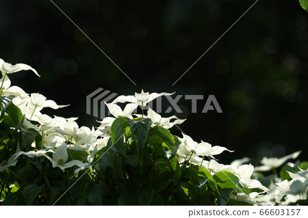 初夏的陽光照亮的山越花（br片總數） 66603157