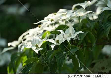 Yamaboshi flowers illuminated by the sunlight in early summer (total bracts) 66603166