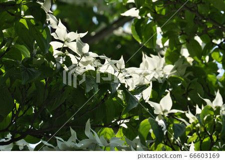 Yamaboshi flowers illuminated by the sunlight in early summer (total bracts) Yamaboshi flowers illuminated by the sunlight in early summer (total bracts) 66603169