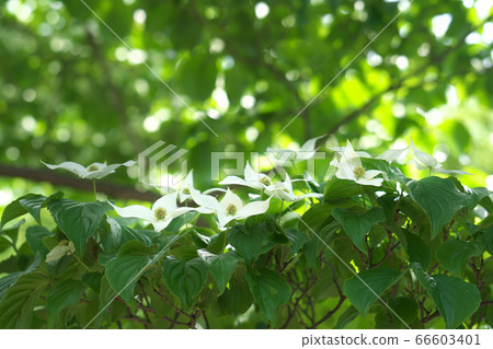 Yamaboshi flowers illuminated by the sunlight in early summer (total bracts) 66603401