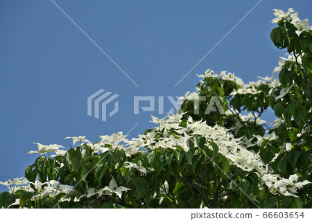 Yamaboshi flowers in full bloom (total bracts) Yamaboshi flowers in full bloom (total bracts) 66603654