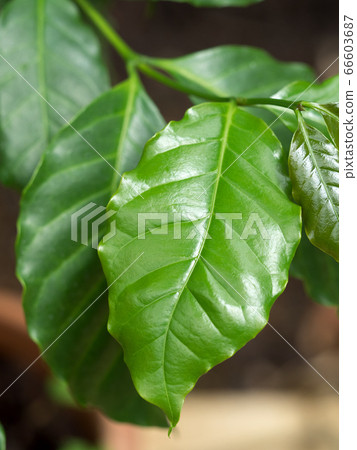 Coffee tree Lisa Arabica Coffee tree Lisa Arabica 66603687