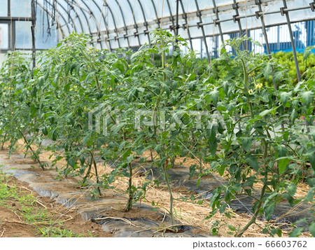 西紅柿的房子種植 66603762