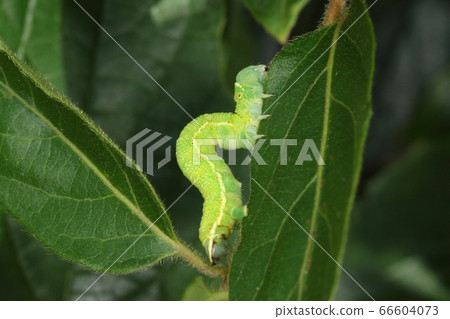 Creatures Insects Atjiroedashak, larvae. In a wooded area in late May. Adults appear in early spring Creatures Insects Atjiroedashak, larvae. In a wooded area in late May. Adults appear in early spring 66604073