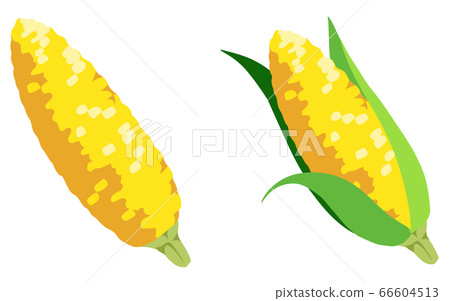 corn  66604513