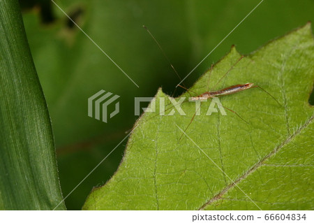 Living creature Insect bug, about 6 mm long, but thin. Especially the legs are the thread itself 66604834