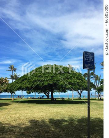 wood, albizia saman, park 66605000