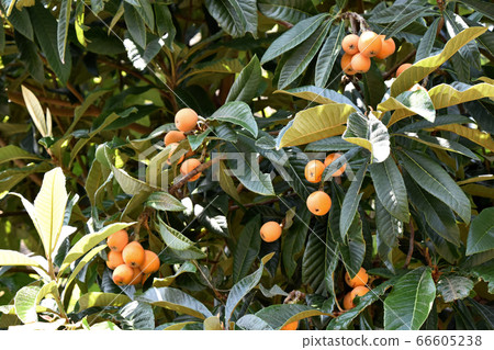 Fruit of loquat 66605238