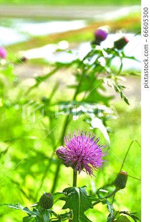 Minuma稻田植物：薊菊科 66605300