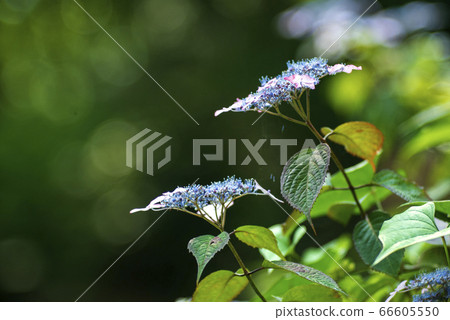 繡球花的陰影 66605550
