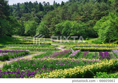 Izumino Park Ayame Garden in full bloom Izumino Park Ayame Garden in full bloom 66605661