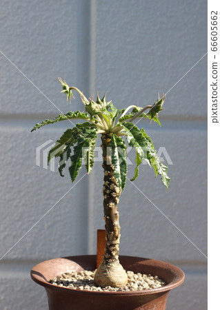 Succulent plant Dorstenia foetida Codex Succulent plant Dorstenia foetida Codex 66605662