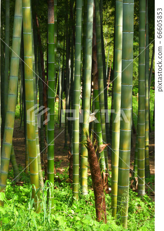 Minuma field: Bamboo forest in southern territories 66605853