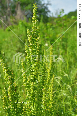 Minuma field farm Plant: Rumex polygonum 66605854