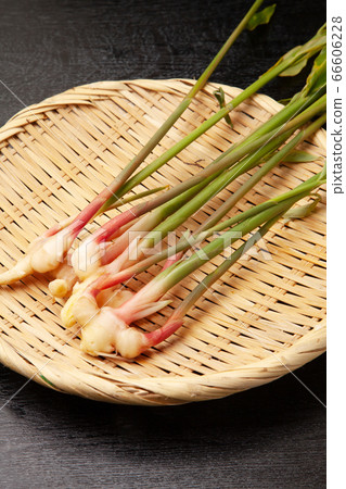 Yanaka ginger 66606228