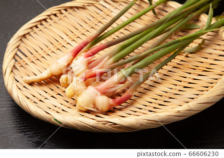 Yanaka ginger 66606230