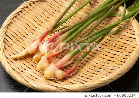 Yanaka ginger 66606234