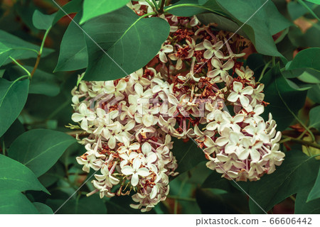 Wilted flowers on lilac bush Wilted flowers on lilac bush 66606442